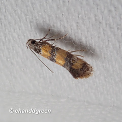 Promalactis lobatifera