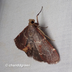 Stemmatophora joiceyi