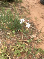 Lithophragma tenellum