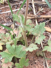 Lithophragma tenellum