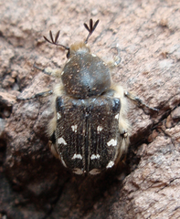 Heterocnemis graeca