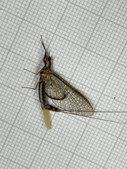 Hexagenia bilineata
