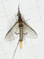 Hexagenia bilineata
