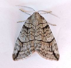 Carptima hydriomenata