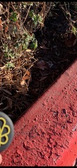 Sceloporus occidentalis