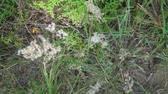 Melinis repens repens