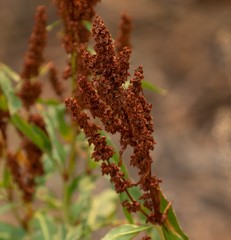 Rumex triangulivalvis