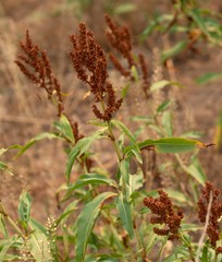 Rumex triangulivalvis