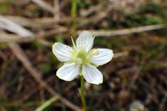 Parnassia parviflora