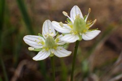 Parnassia parviflora