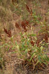 Rumex triangulivalvis