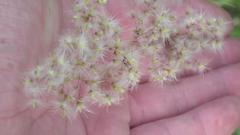 Melinis repens repens