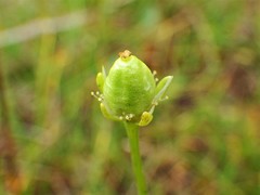 Parnassia parviflora