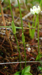 Parnassia parviflora