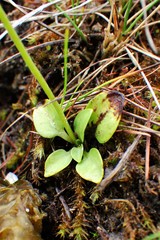 Parnassia parviflora