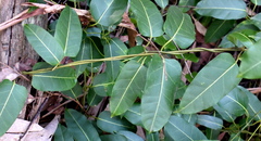 Leichhardtia flavescens