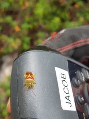 Elasmostethus interstinctus