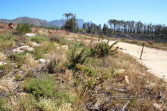 Aspalathus astroites