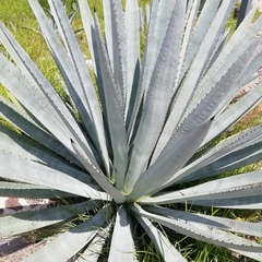 Agave tequilana