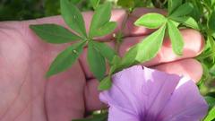 Ipomoea cairica cairica