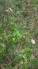 Ipomoea cairica cairica