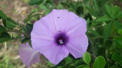 Ipomoea cairica cairica