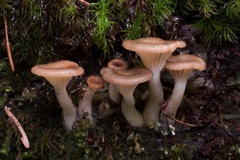 Pseudoarmillariella ectypoides