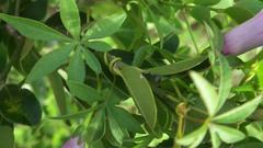 Ipomoea cairica cairica
