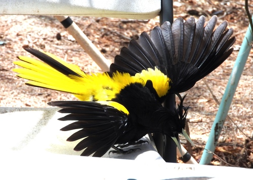 Mexican Cacique (Cassiculus melanicterus), photo 10