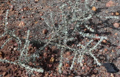 Sclerolaena birchii