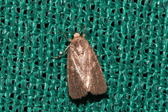 Spodoptera pecten