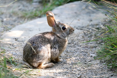 Sylvilagus obscurus