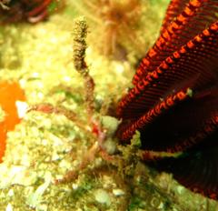 Achaeopsis spinulosa