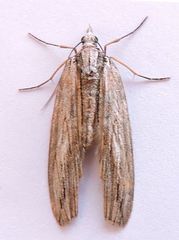 Grossbeckia semimaculata