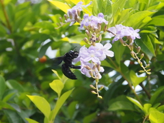 Xylocopa nasalis