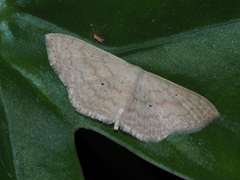 Scopula minorata