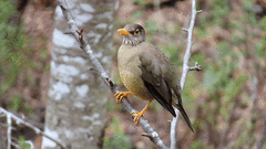 Turdus falcklandii magellanicus