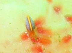 Ochlesis lenticulosus