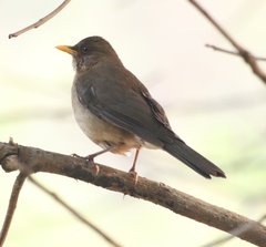 Turdus amaurochalinus