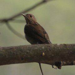 Turdus leucomelas