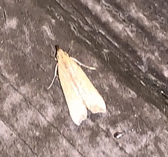 Dichomeris heriguronis