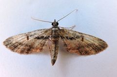 Eupithecia classicata