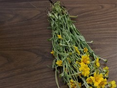 Monolopia lanceolata