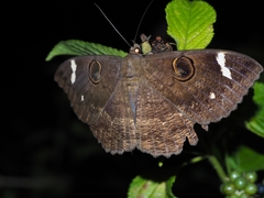 Erebus hieroglyphica