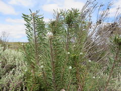 Leucadendron galpinii