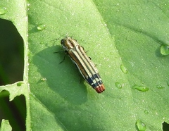 Agrilus catherinae