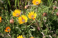 Arctotis breviscapa