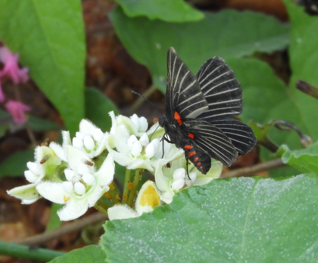 Melanis cephise