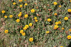 Arctotis breviscapa