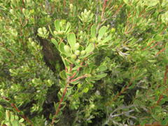 Leucadendron muirii